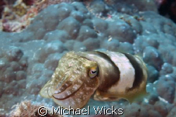 Cuttle fish by Michael Wicks 